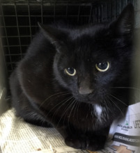 Mama cat awaits her spay surgery and vaccinations