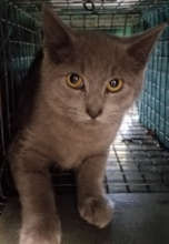 One of 101 cats