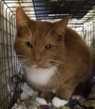 One of 101 cats