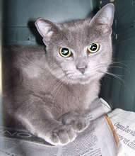 47,000th kitty