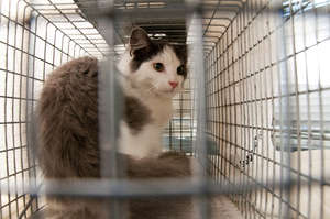 Oscar in his trap before being neutered