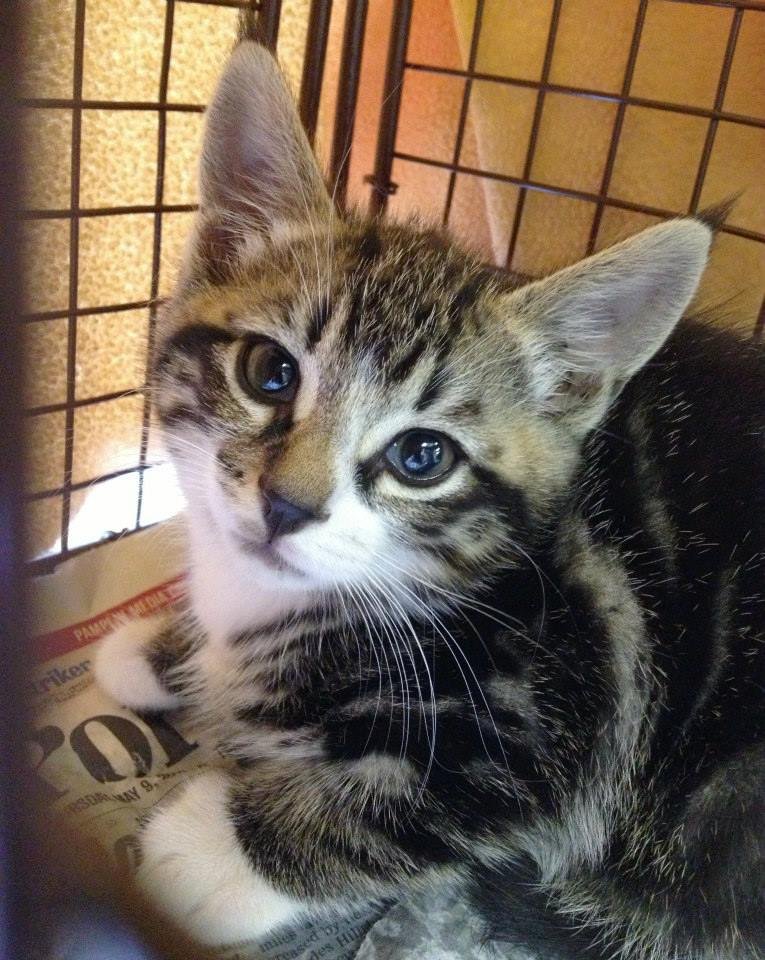 Kittens must be 2 mths & 2 lbs to spay/neuter