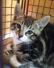 Kittens must be 2 mths &  2 lbs to spay/neuter
