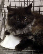 Our 65,000th Cat!