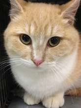 FCCO's 66,000th cat helped