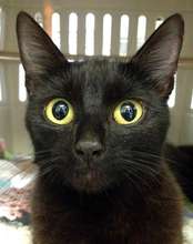Midnight - FCCO's 69,000th cat helped!