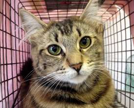 2-month old kitten, spayed along with 4 siblings
