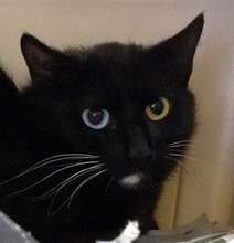 At just 5 months old a cat can get pregnant!