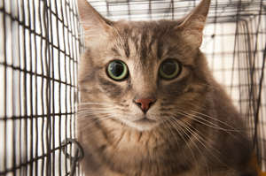 "Deck" awaiting her spay surgery