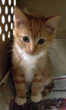 Our milestone 78,000th cat - neutered Jan. 7, 2016