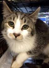 Toby, FCCO's 85,000th cat helped