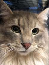 98,000th cat