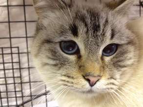 No more kittens for this mama cat!