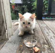 One of Bini's kittens