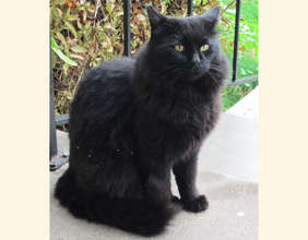 Blackie