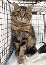 Ricky, cat # 145,000 helped at FCCO (July 2025)