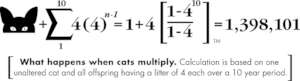 Feral cat equation