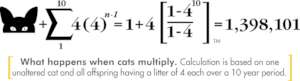 feral cat equation