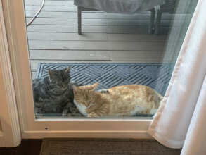 Papa and Momma Cat