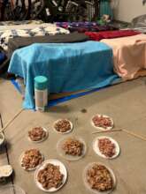 Trapping cats to be spayed/neutered