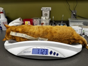 Minnie Winnie being weighed (under anesthesia)