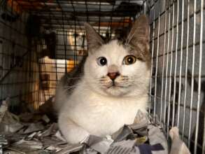 Cat helped at FCCO