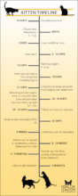 Kitten Timeline