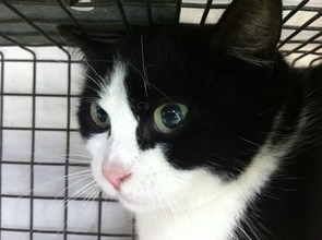 Feral cat in trap awaiting spay/neuter surgery