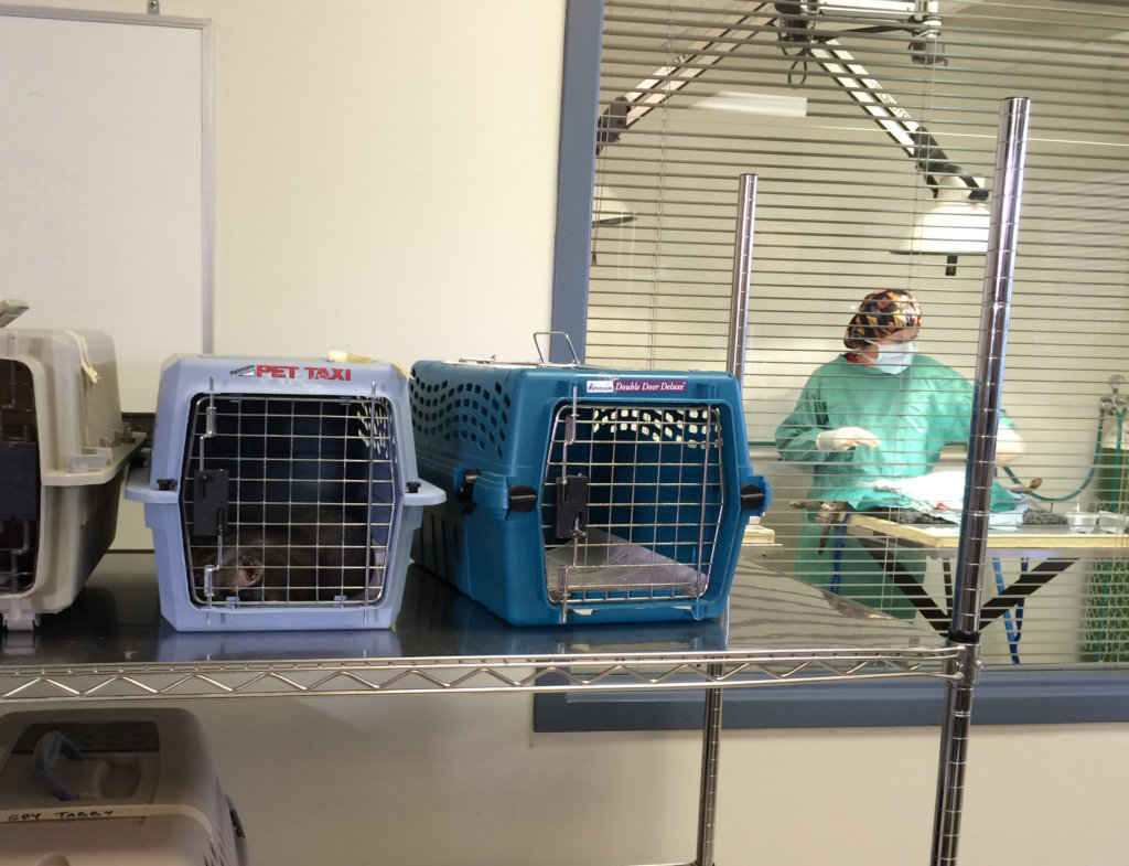 Cats in the clinic with a veterinarian in surgery