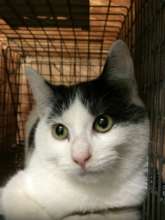 A kitty from Othello await surgery