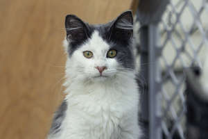 Oscar, just after being released from his trap