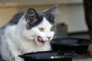 Oscar - happy to return to his food bowl