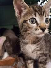 Waiting to hop on the Kitten Caboose!