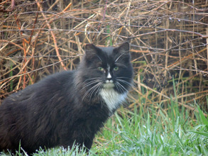 Back home, now neutered and vaccinated