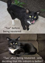 Tux - before and after his visit to FCCO