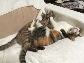 Two of Mama Kitty's kittens that Ahn socialized