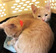 On the Kitten Caboose to their forever home!