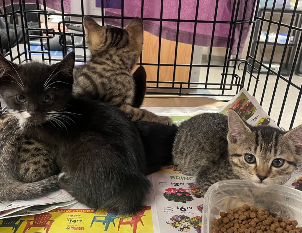 Going to forever homes on the Kitten Caboose