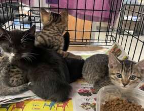 Going to forever homes on the Kitten Caboose