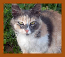 Cali, a feral mama cat to 4 kittens (now spayed!)