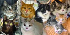 Cats spayed/neutered at FCCO