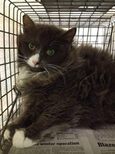One of the cats after surgery showing his eartip