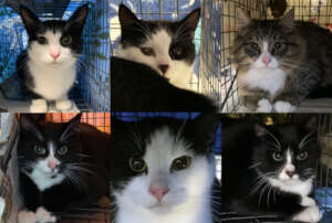Blaze, top left, with her first litter of five