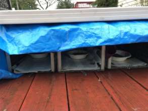 Traps were set to bring all the cats to our clinic
