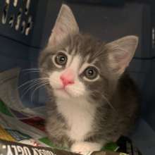 2,589 kittens were spayed/neutered in FY 2019