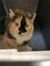 A record 7,555 cats were helped in FY 2019
