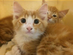 Waiting to hop on the Kitten Caboose!