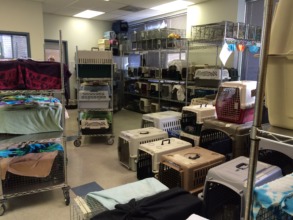 127 cats awaiting surgery on Saturday