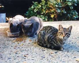 Ferals feeding