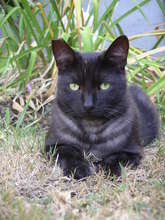 Black feral cat
